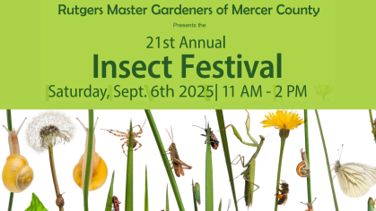 Insect Fest