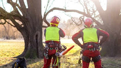 Two people in tree climbing gear look up to assess the safety of the trees.