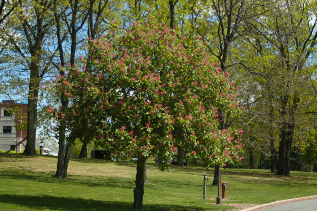 Ruby Horsechestnut