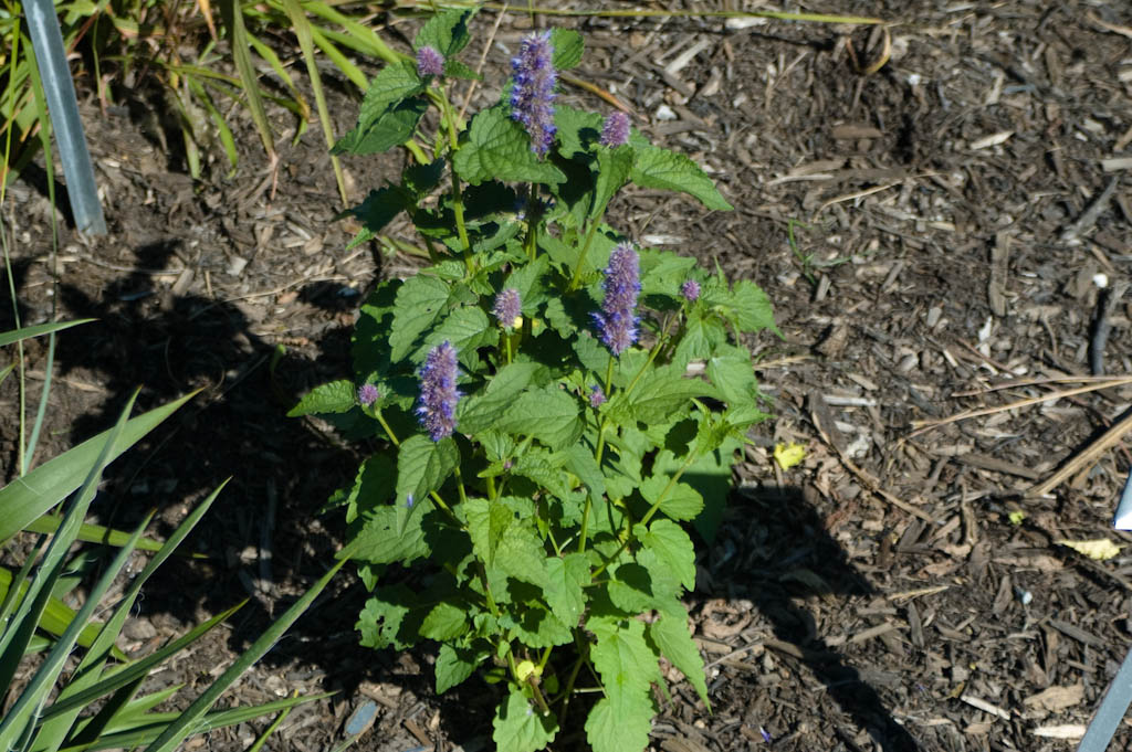 Anise Hyssop