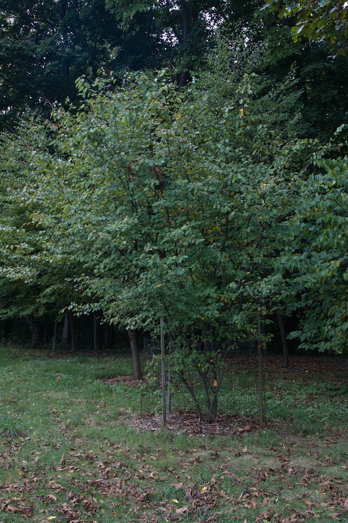Allegheny Serviceberry