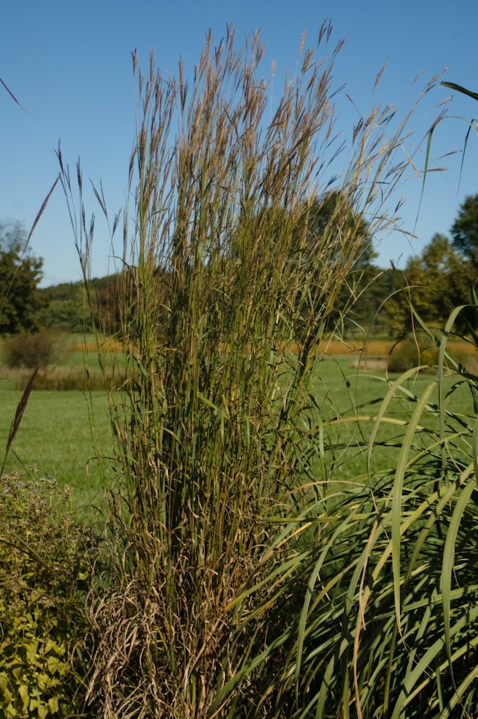 Big Bluestem