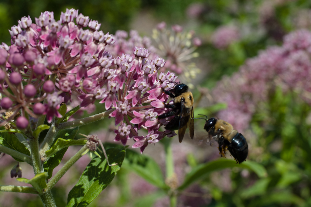 Swamp Milkweed