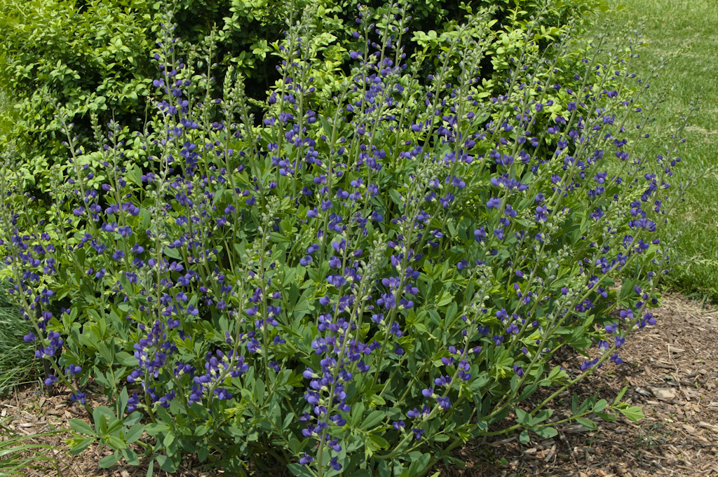 False Indigo