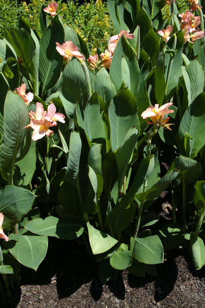 Canna Lily