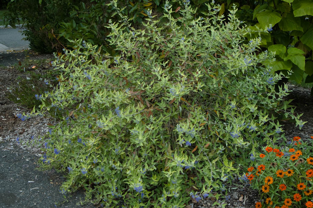 Blue Mist Shrub