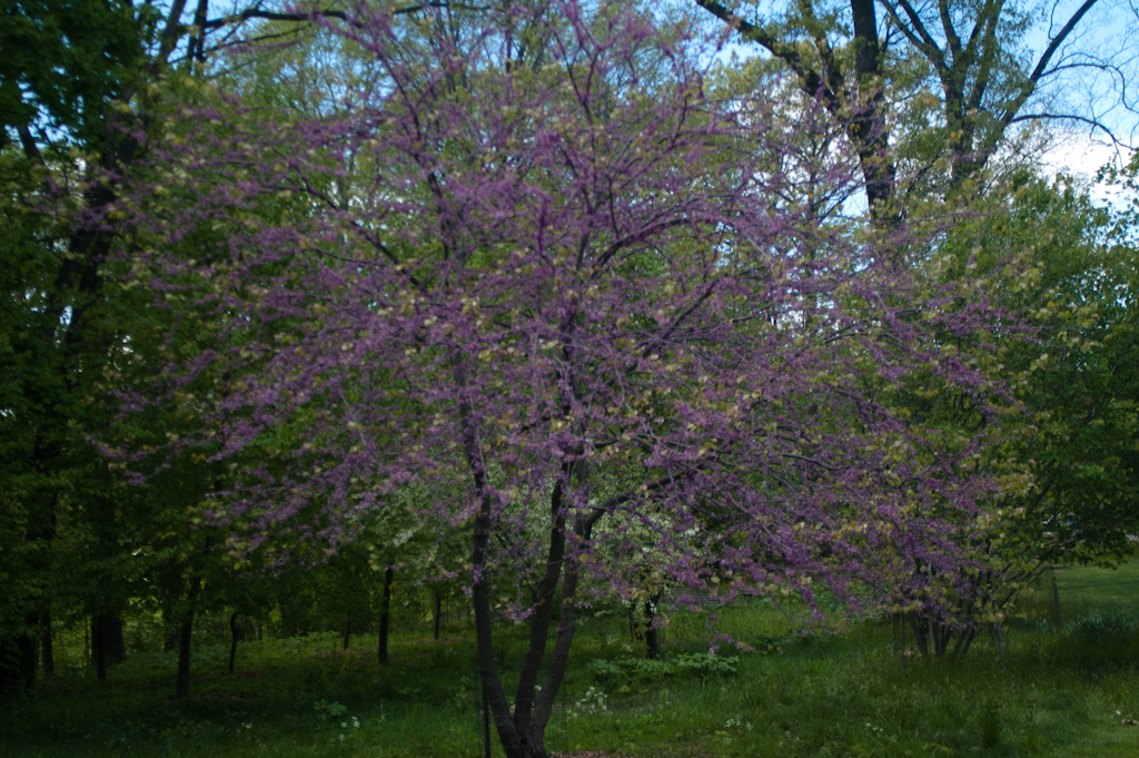 Eastern Redbud