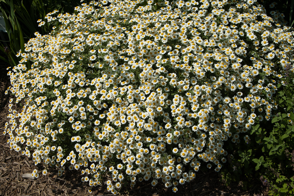 Feverfew