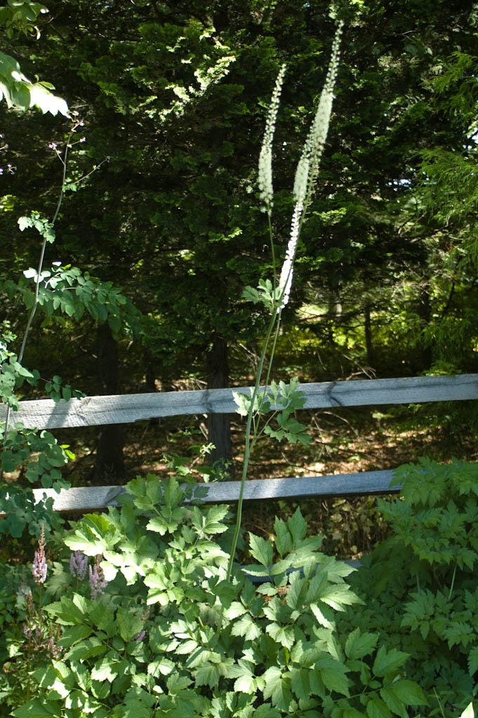 Snakeroot, Bugbane