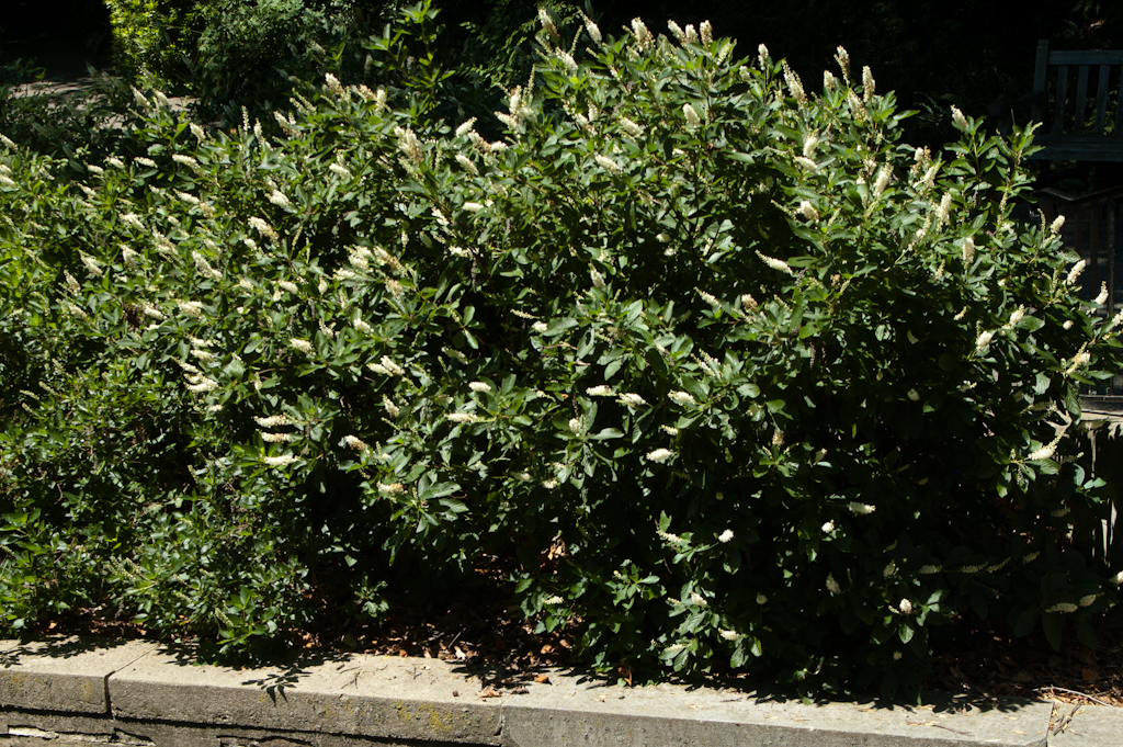 Sweet Pepperbush