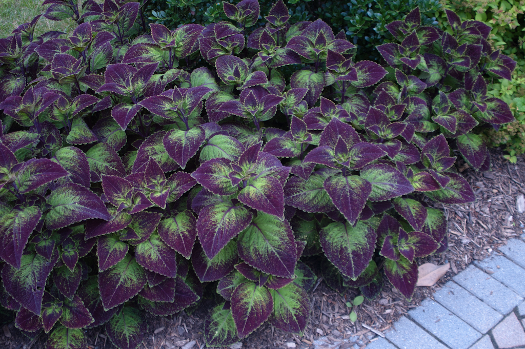 Coleus