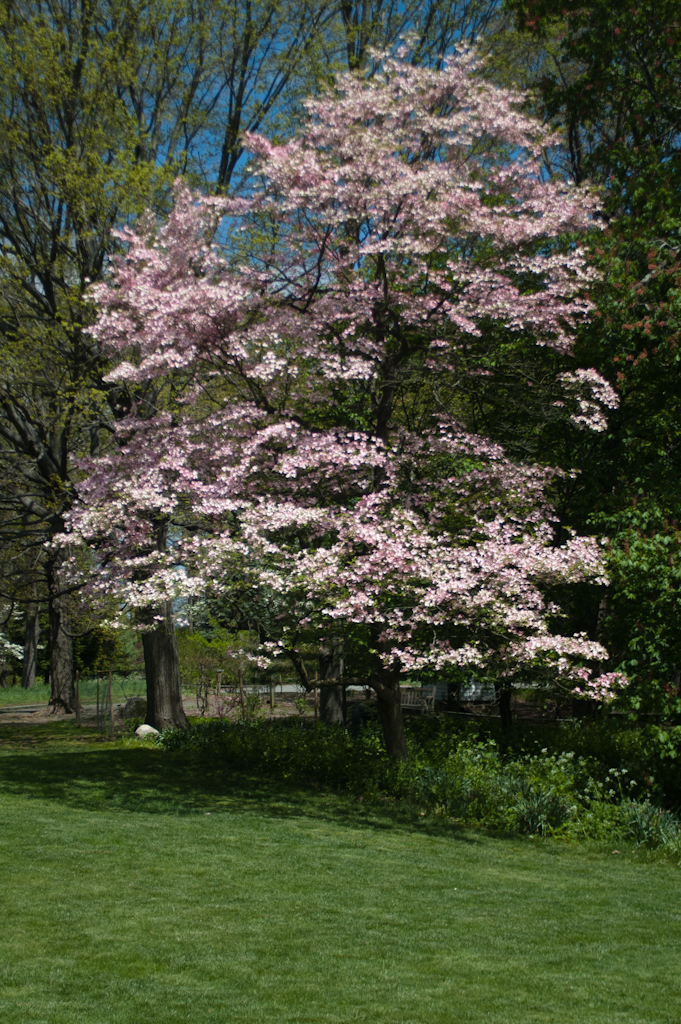 Flowering Dogwood