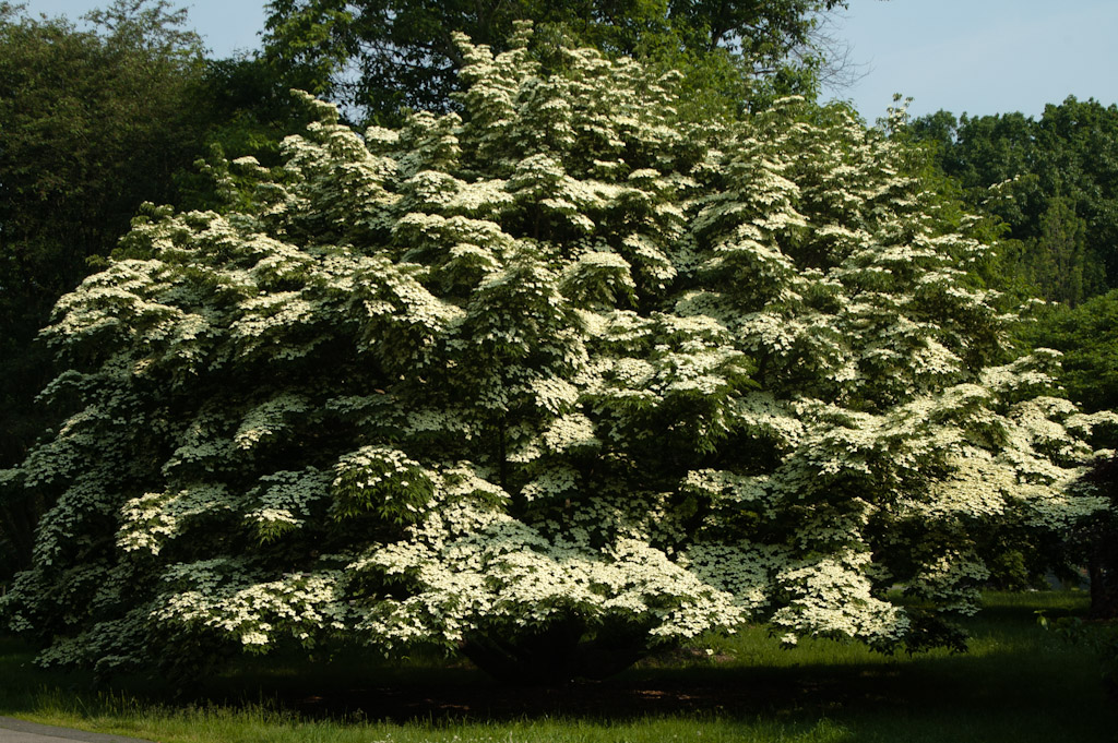 Kousa Dogwood