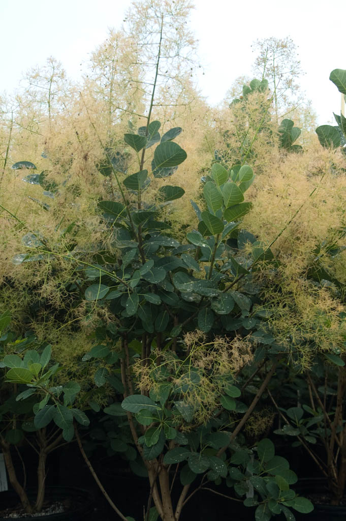 Smokebush