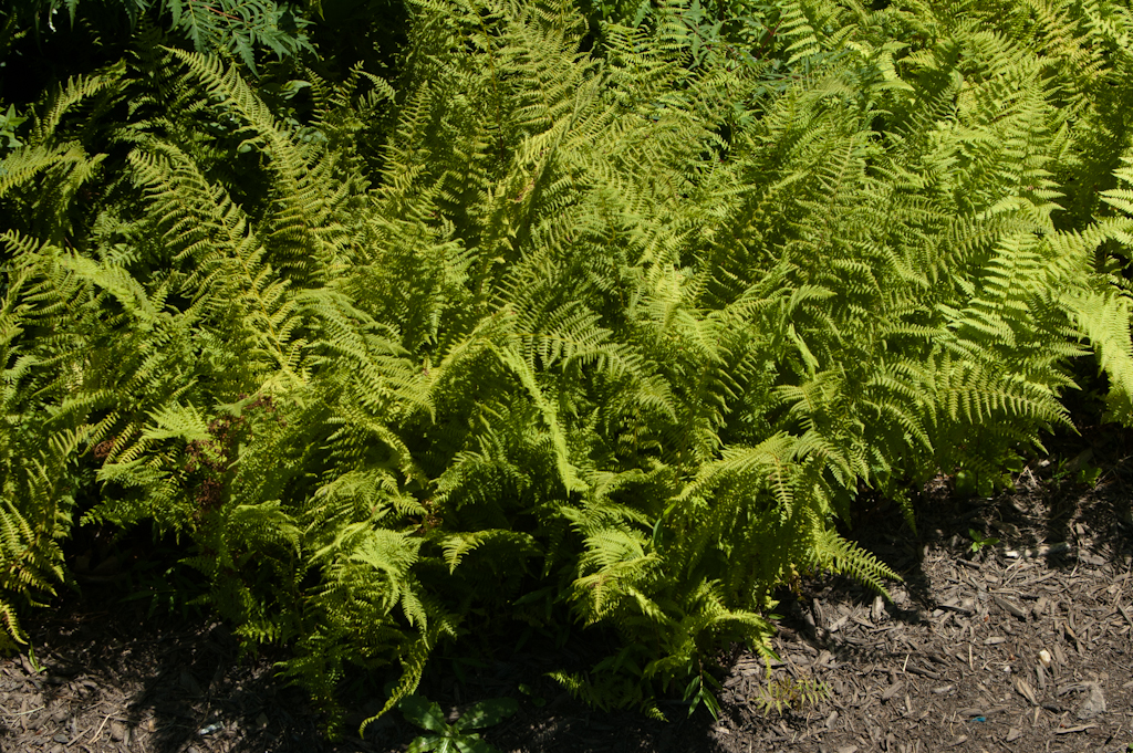 Hayscented Fern