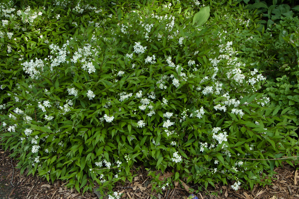 Deutzia