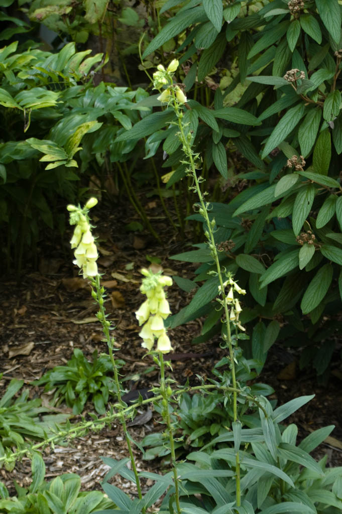 Yellow Foxglove