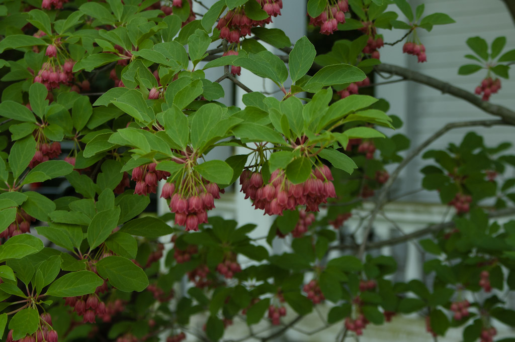 Redvein Enkianthus