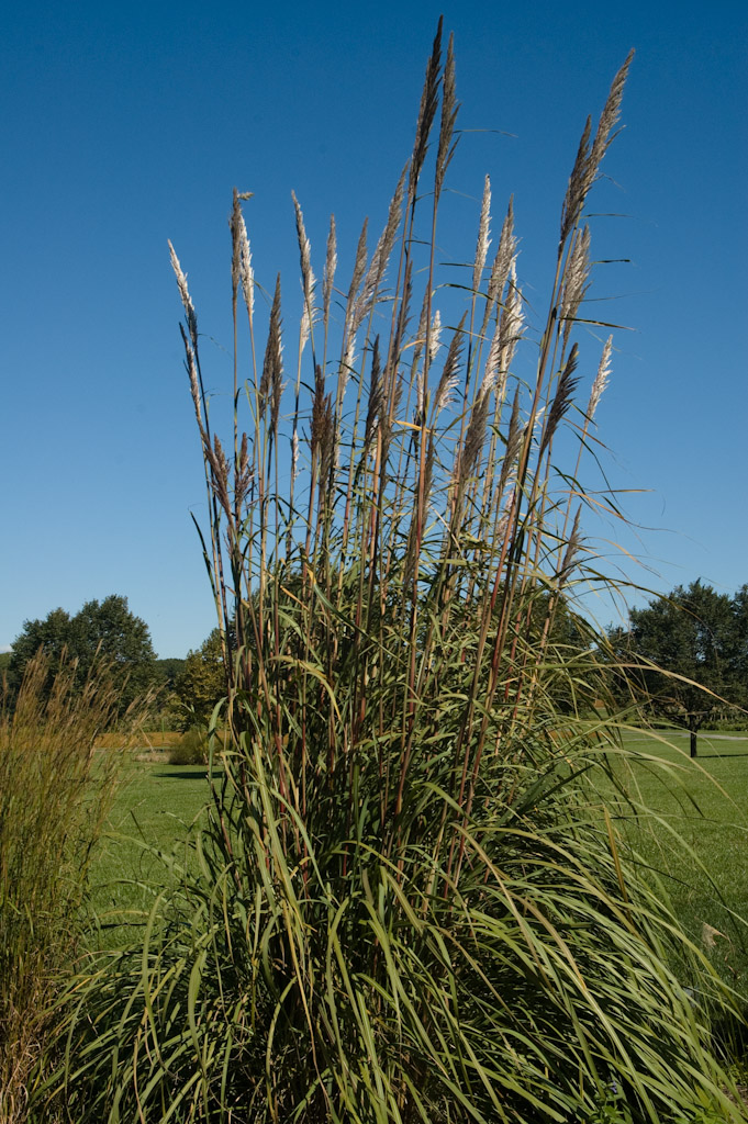 Ravenna Grass