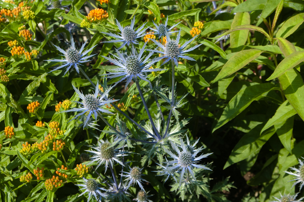 Sea-Holly