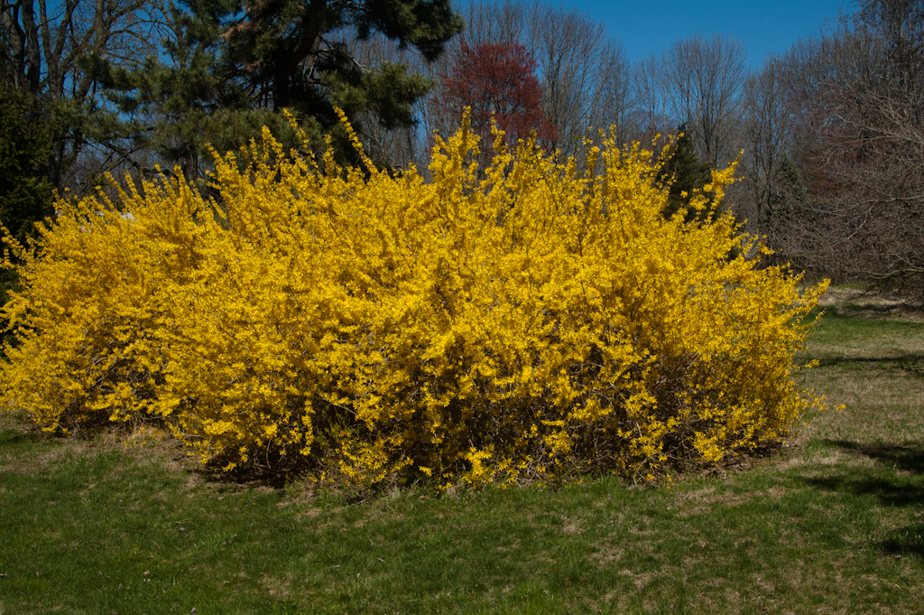 Forsythia