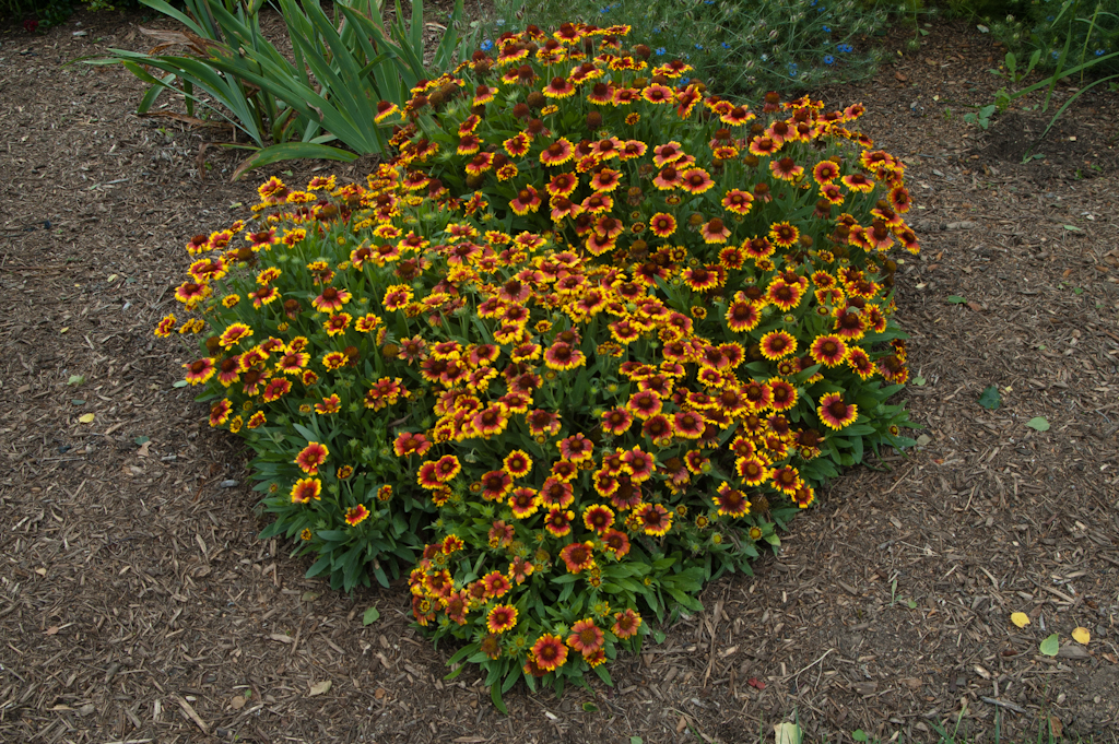 Blanket Flower