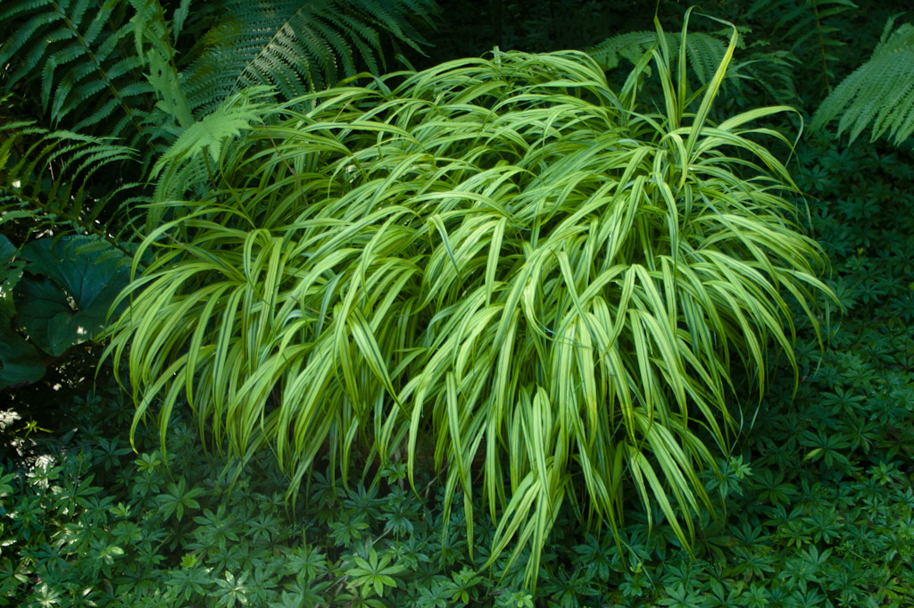 Hakonechloa