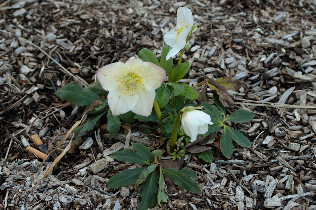 Lenten or Christmas Rose