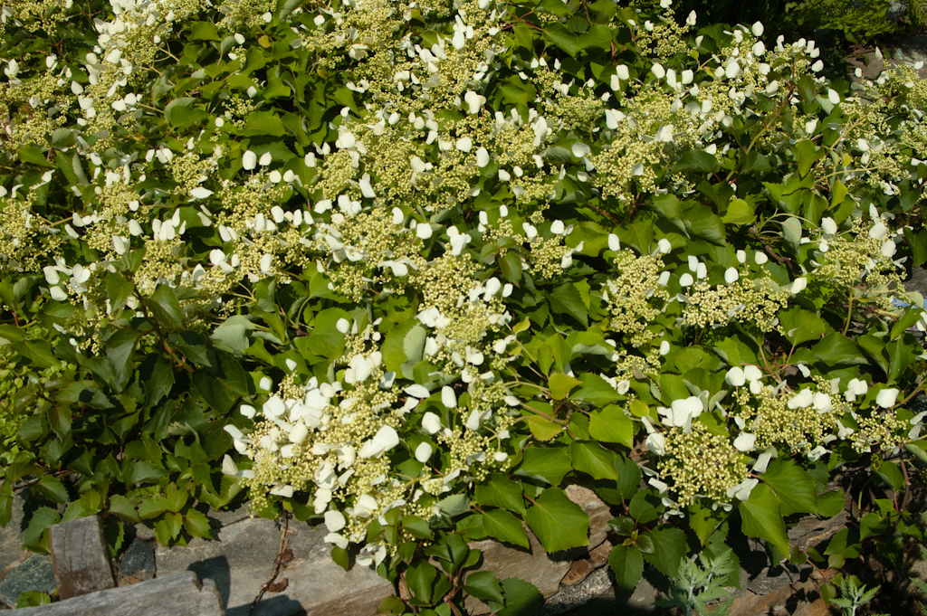 Climbing Hydrangea