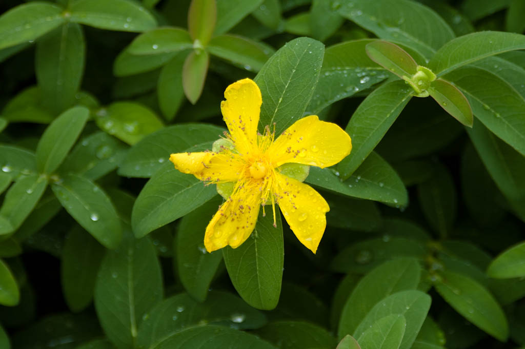 St. John's Wort