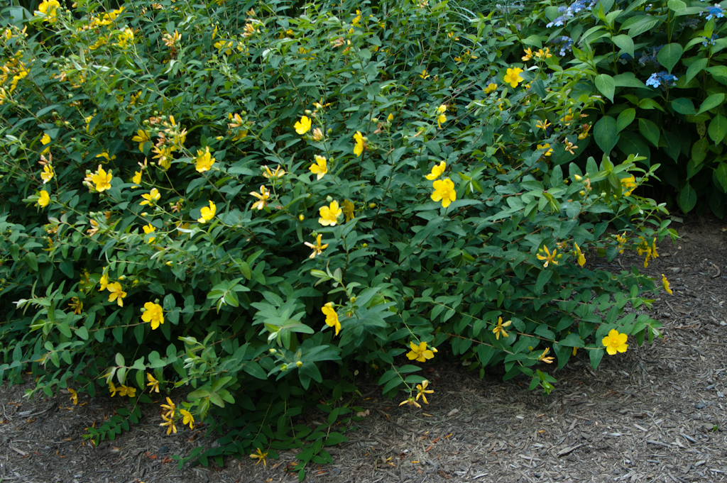 St. John's Wort