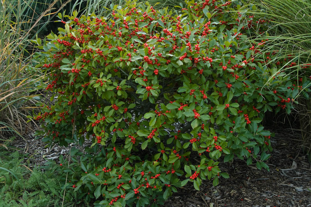 Winterberry Holly