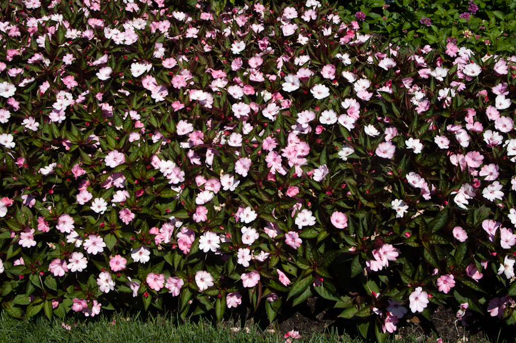 Impatiens
