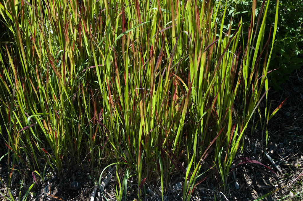 Japanese Blood Grass