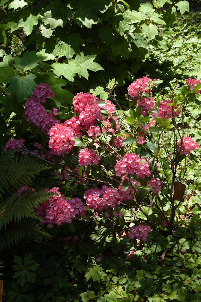 Mountain Laurel