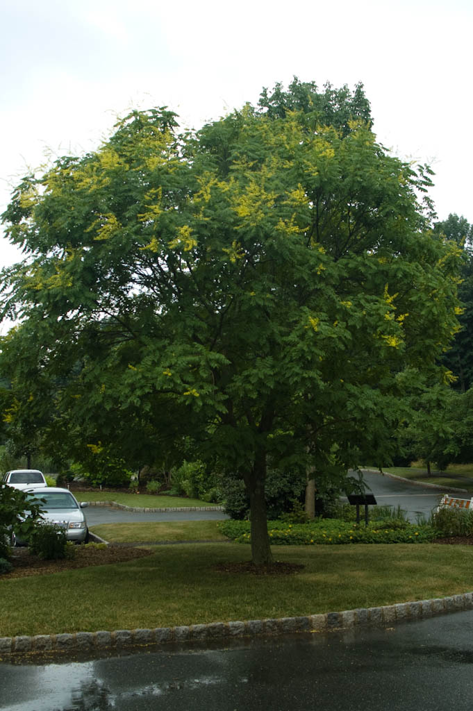 Goldenrain Tree