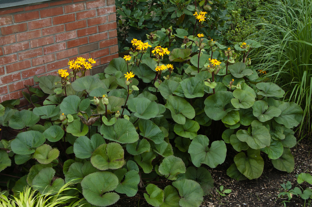 Bigleaf Goldenray