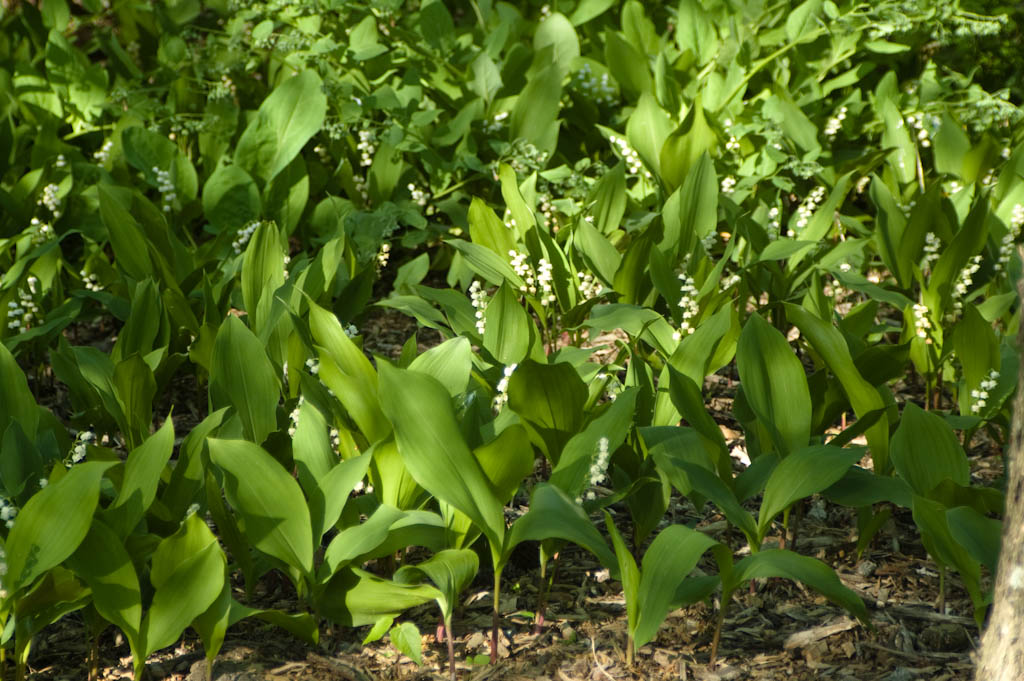 Lily of the Valley