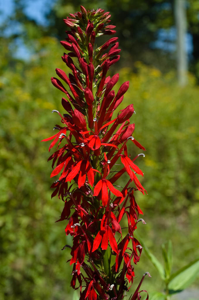 Cardinal Flower