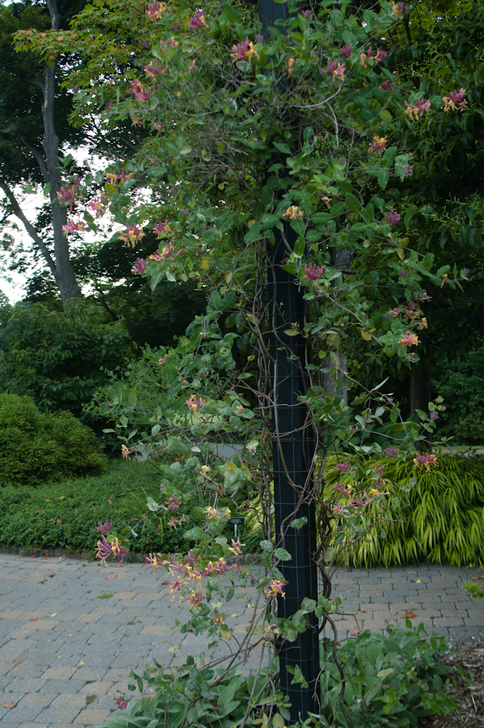 Goldflame Honeysuckle