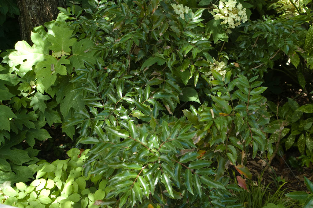 Oregon Grape Holly