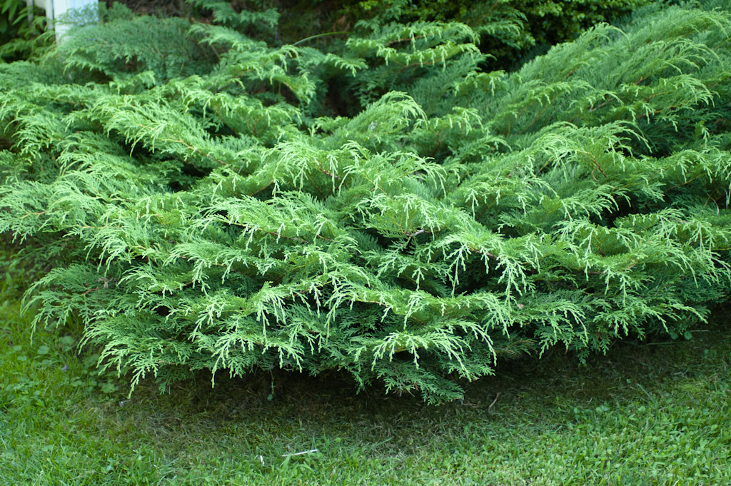 Russian Cypress