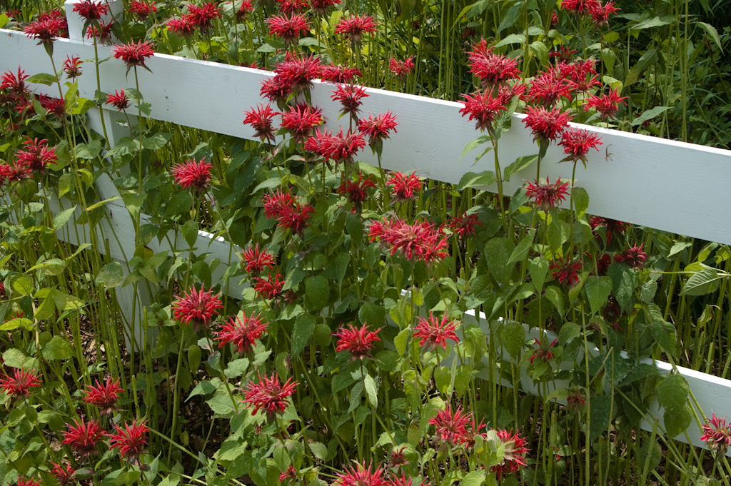 Beebalm