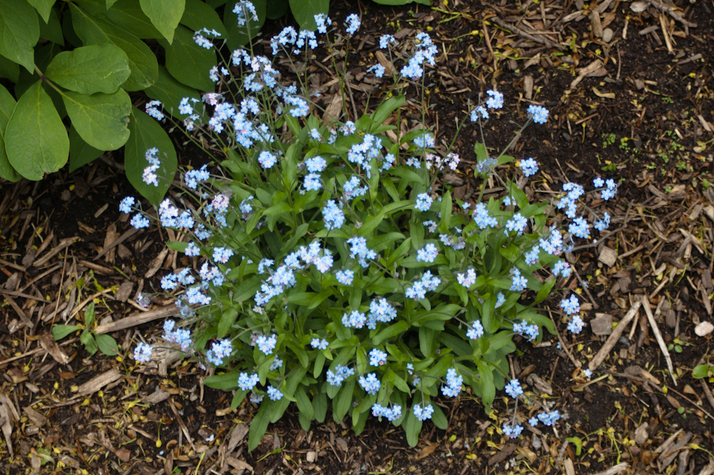 Forget-Me-Not
