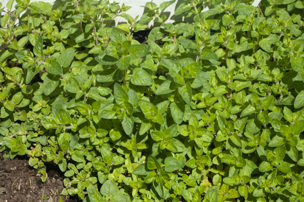 Oregano