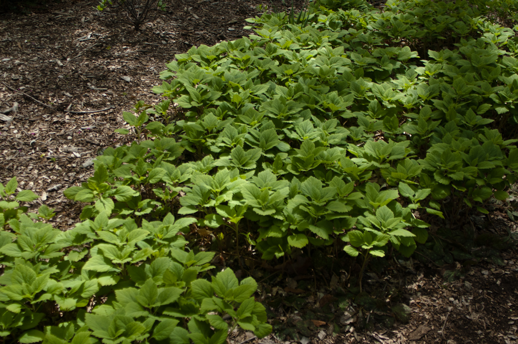 Allegheny Spurge