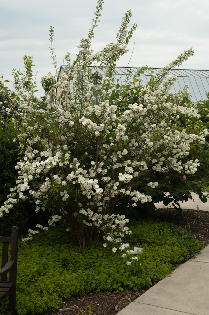 Sweet Mock Orange