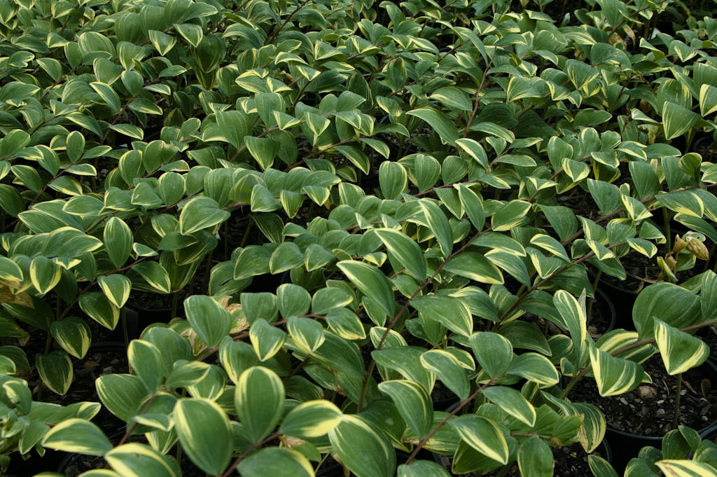 Solomon's Seal