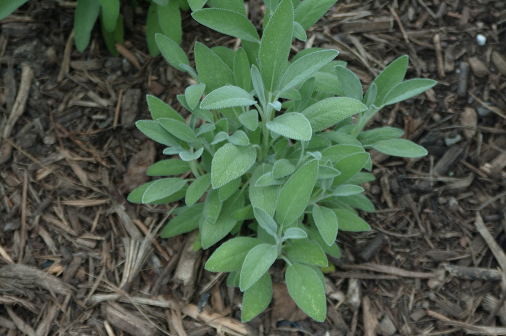 Garden Sage