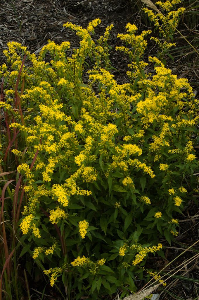 Goldenrod